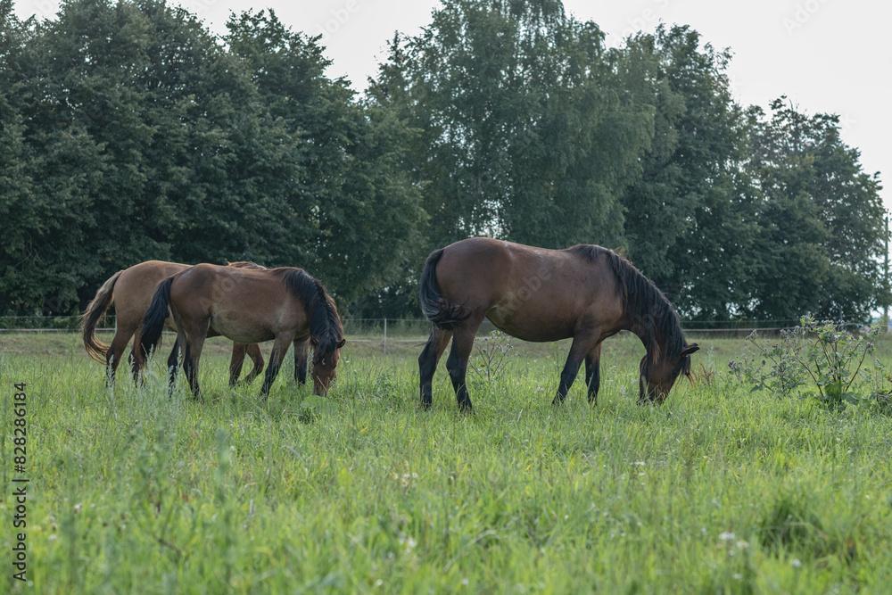 A thoroughbred horse grazes in a farmer's field. A thoroughbred horse grazes in a farmer's field.
