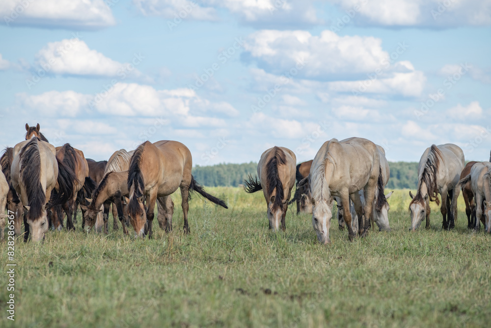 A thoroughbred horse grazes in a farmer's field. A thoroughbred horse grazes in a farmer's field.