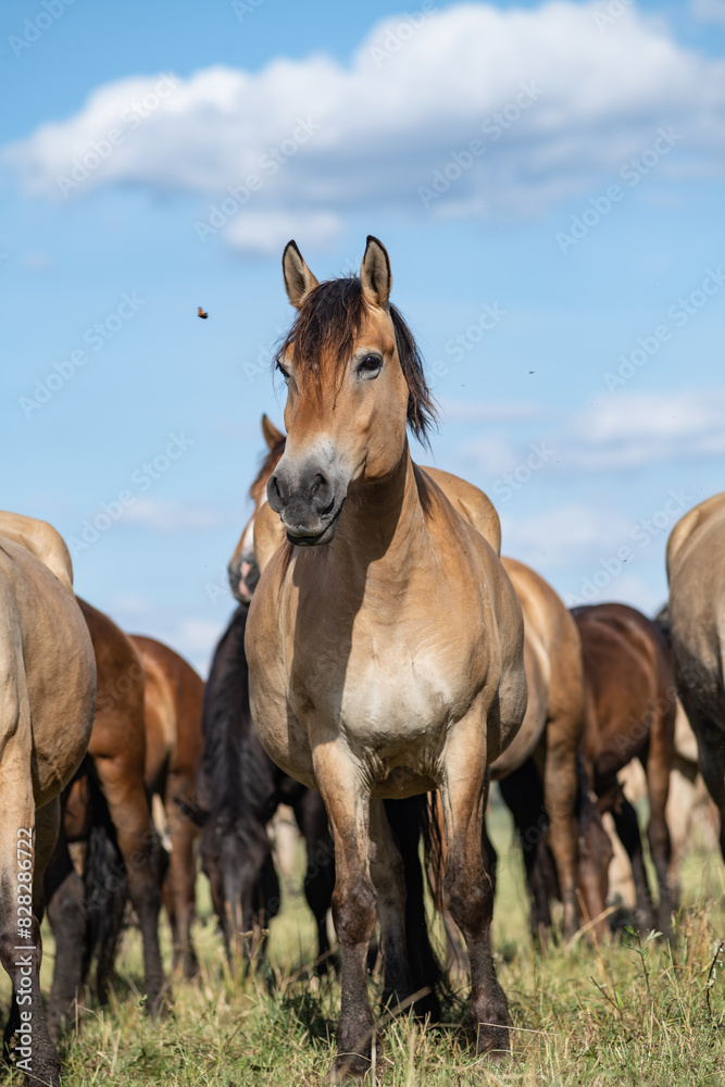 A thoroughbred horse grazes in a farmer's field. A thoroughbred horse grazes in a farmer's field.