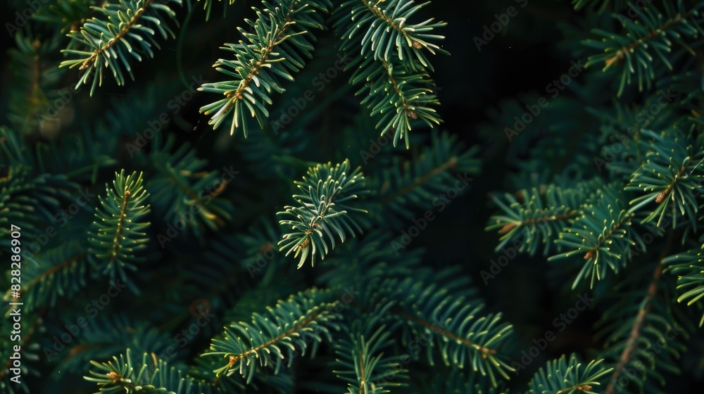 Close up view of spruce branches Close up view of spruce branches