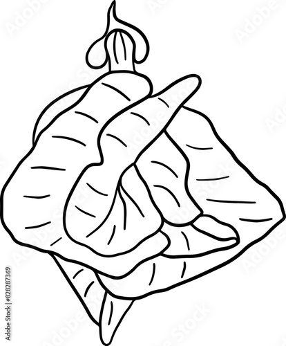 Hand drawn butterfly pea flower tea