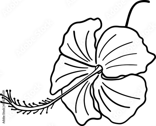 Hand drawn hibiscus flower