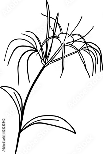Hand drawn hymenocallis littoralis flower photo