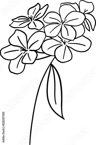 Hand drawn plumbago auriculata flower