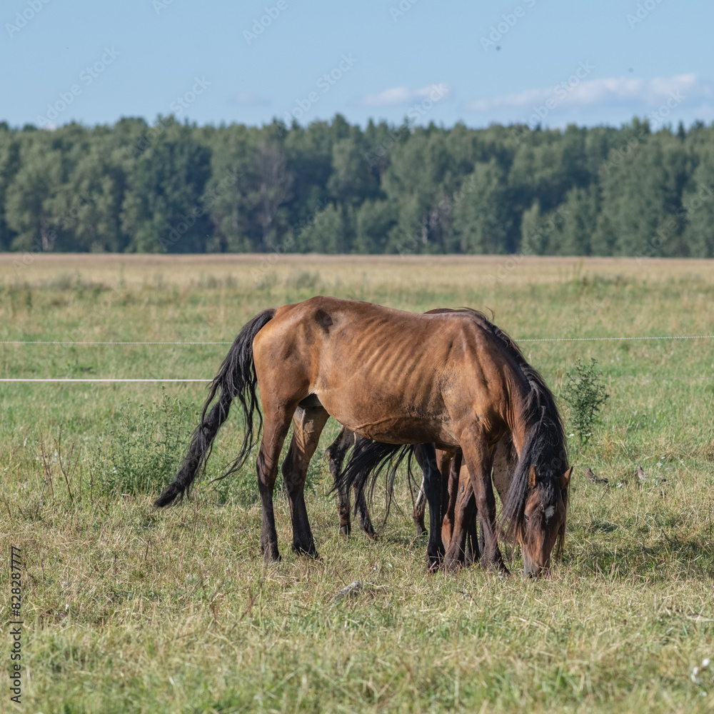 A thoroughbred horse grazes in a farmer's field. A thoroughbred horse grazes in a farmer's field.