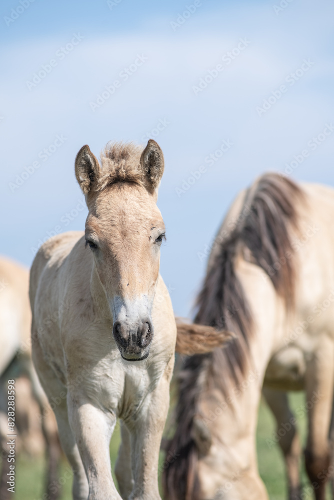A thoroughbred horse grazes in a farmer's field. A thoroughbred horse grazes in a farmer's field.