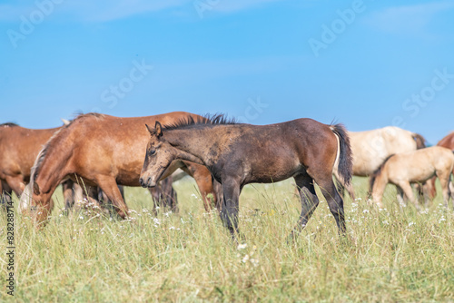 A thoroughbred horse grazes in a farmer's field.