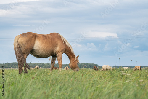 A thoroughbred horse grazes in a farmer's field. © shymar27
