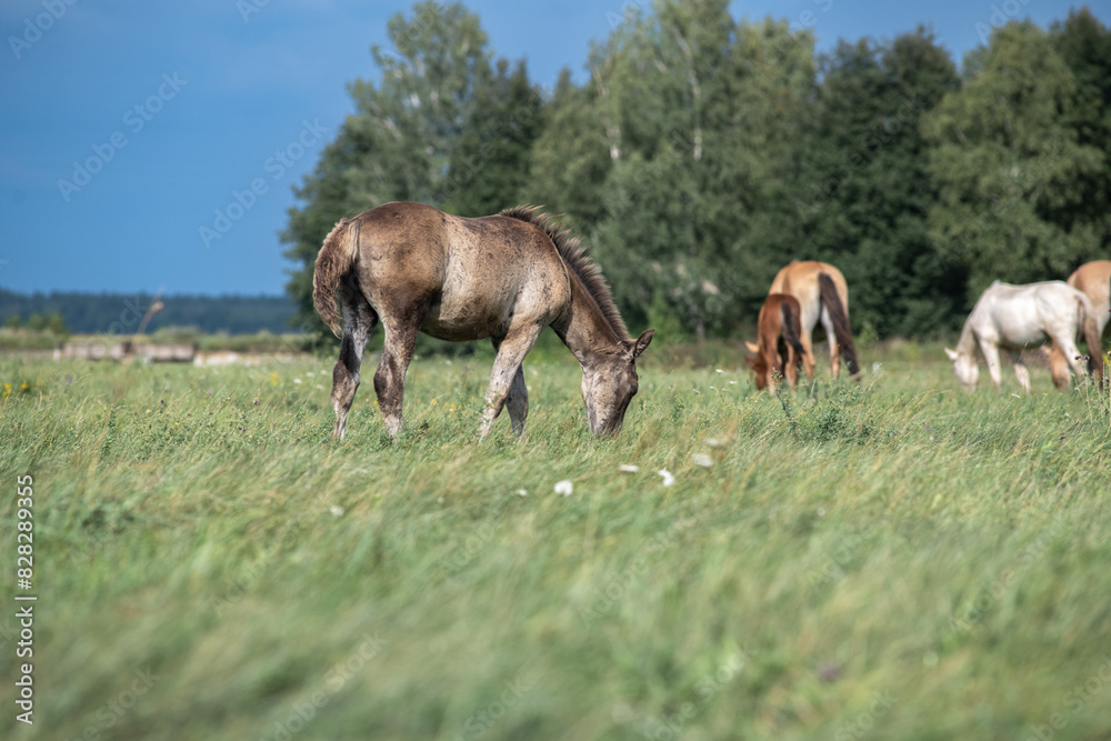 A thoroughbred horse grazes in a farmer's field. A thoroughbred horse grazes in a farmer's field.