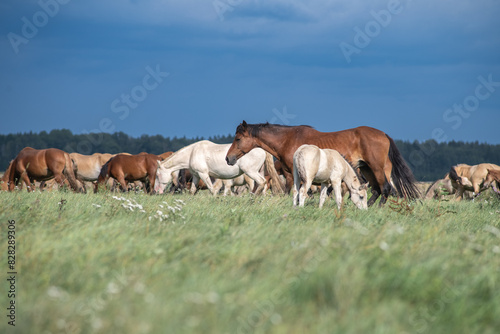 A thoroughbred horse grazes in a farmer's field.