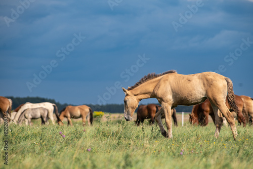 A thoroughbred horse grazes in a farmer's field.