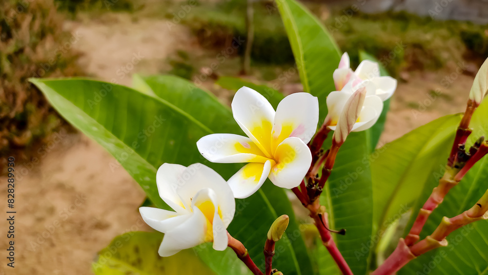 Fototapeta premium Plumeria Obtusa flowers, the Singapore Graveyard flowers close up view