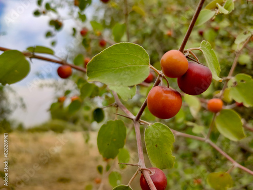 Ripped Ziziphus Nummularia fruits on the bush branches, wild jujube fruits photo