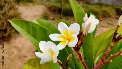 Sticker Plumeria Obtusa flowers, the Singapore Graveyard flowers close up view