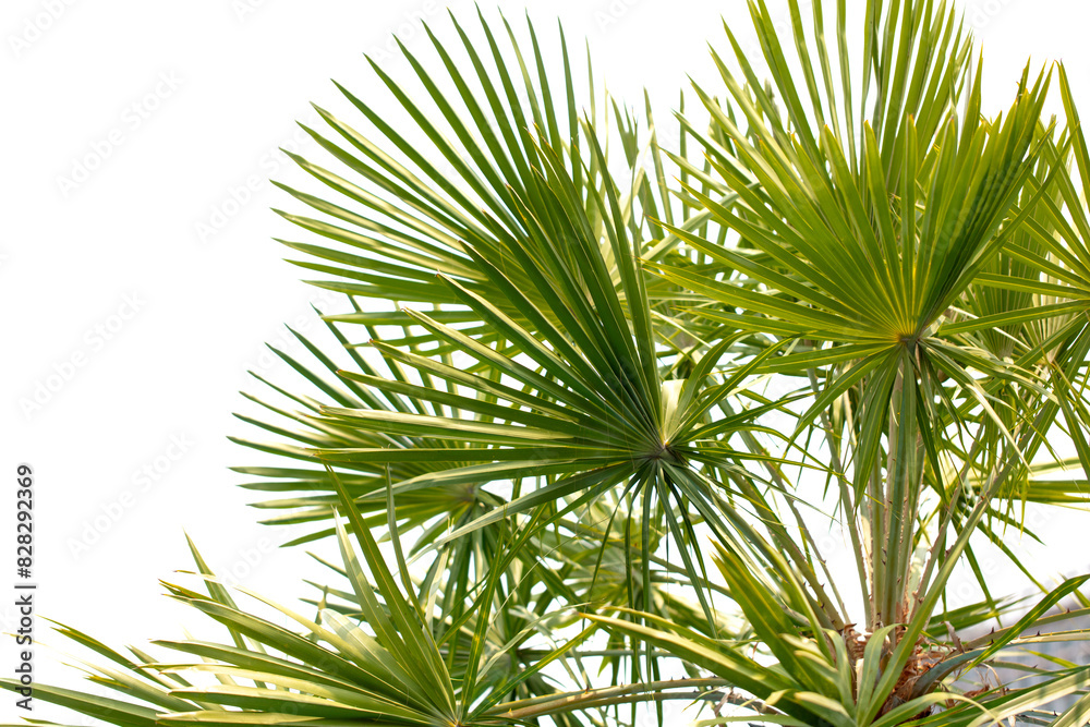 Palm leaves on nature in the park. Tropics