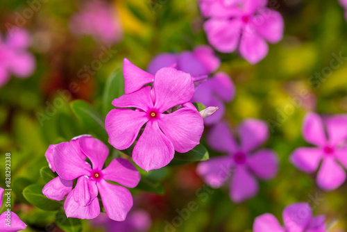 Beautiful purple flower in a tropical garden
