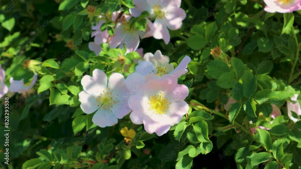 Sunlight dapples over wild roses with pale pink petals amidst vibrant green foliage Sunlight dapples over wild roses with pale pink petals amidst vibrant green foliage