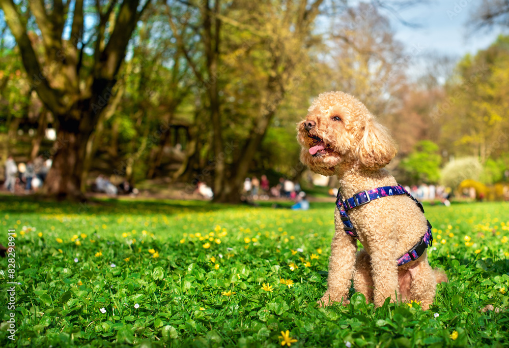 A yellow toy poodle sits on a green lawn against a park background. The dog barks. The dog has a leash and harness from Waudog. Lviv, April 7, 2024. The photo is horizontal and blurred.