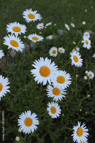 Meadow Chamomile Flower Plant Vertical. Nature Summer Beauty. Wild Daisy Field Blooming Beautiful Garden. Outdoor Floral Decor. Chamomile Blossom Bloom. Fresh Herbal Garden.