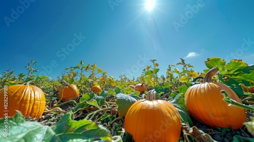 A vast field filled with pumpkins stands under a vivid blue sky