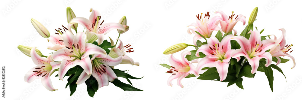 Collection of real elegant blooming lily with buds isolated on white background Collection of real elegant blooming lily with buds isolated on white background
