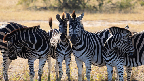a herd of zebras in golden light