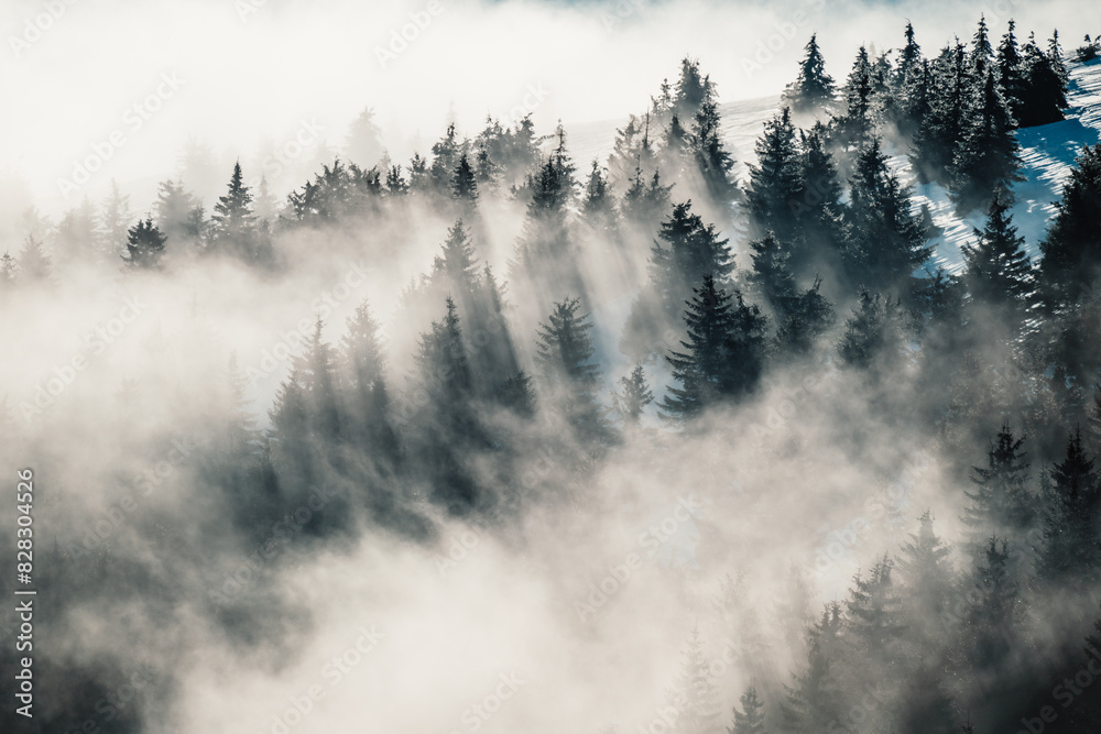 Fototapeta premium Misty landscape with fir forest. alpine landscape with snowy trees. Adventure winter sport. Low Tatras, slovakia