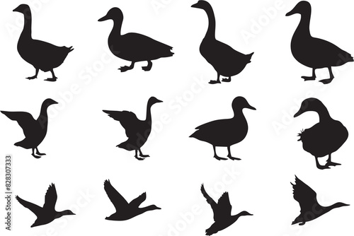 Duck and seagull in various poses. Silhouettes of wild and domestic duck. High quality images for designing poster  banner or flyer and kids video games.