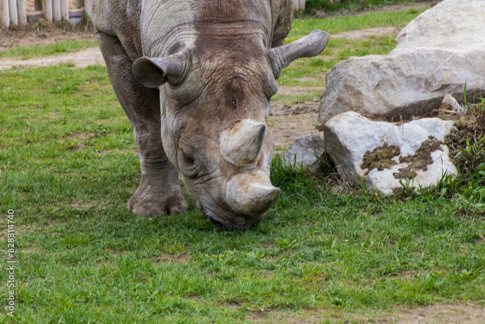Fototapeta premium nosorożec