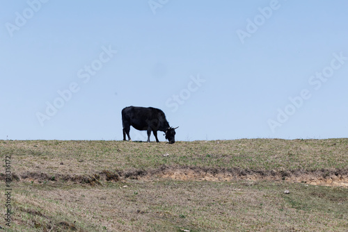 herd of cows © pushpasen