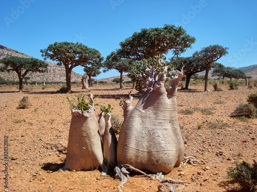 Bottle tree and frankincense tree at Socotra Island, a World Heritage Site in Yemen, also known as the Galapagos of the Indian Ocean.