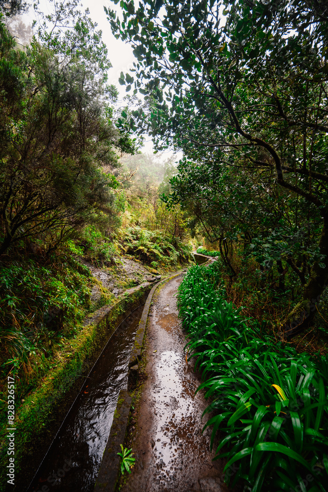 Magical misty green forest with waterfalls in Levada do Norte, Madeira island, Portugal. PR17 Pinaculo e Folhadal Magical misty green forest with waterfalls in Levada do Norte, Madeira island, Portugal. PR17 Pinaculo e Folhadal