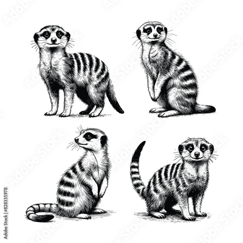 Bilde på lerret set of meerkat animal  illustration
