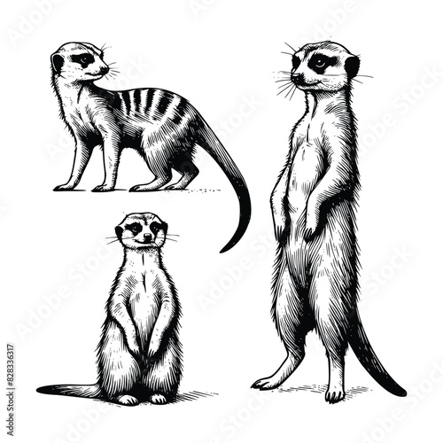 Obraz na plátně set of meerkat animal  illustration
