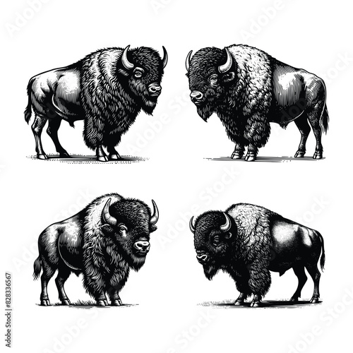 set of bison  illustration. black and white hand drawn bison vector illustration isolated white background