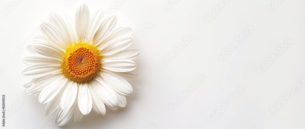Fototapeta premium Close-up of a white daisy flower with a bright yellow center against a clean white background.