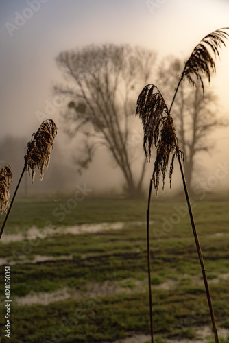Reeds in Podlaskie fields on a spring morning at sunrise.