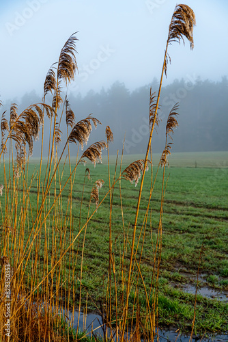 Reeds in Podlaskie fields on a spring morning at sunrise.