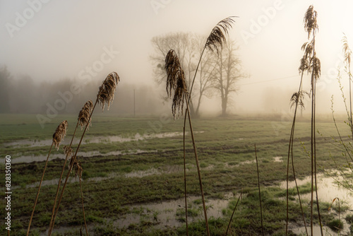 Reeds in Podlaskie fields on a spring morning at sunrise.