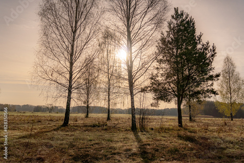 Trees in the morning fog at sunrise in Podlasie in spring.