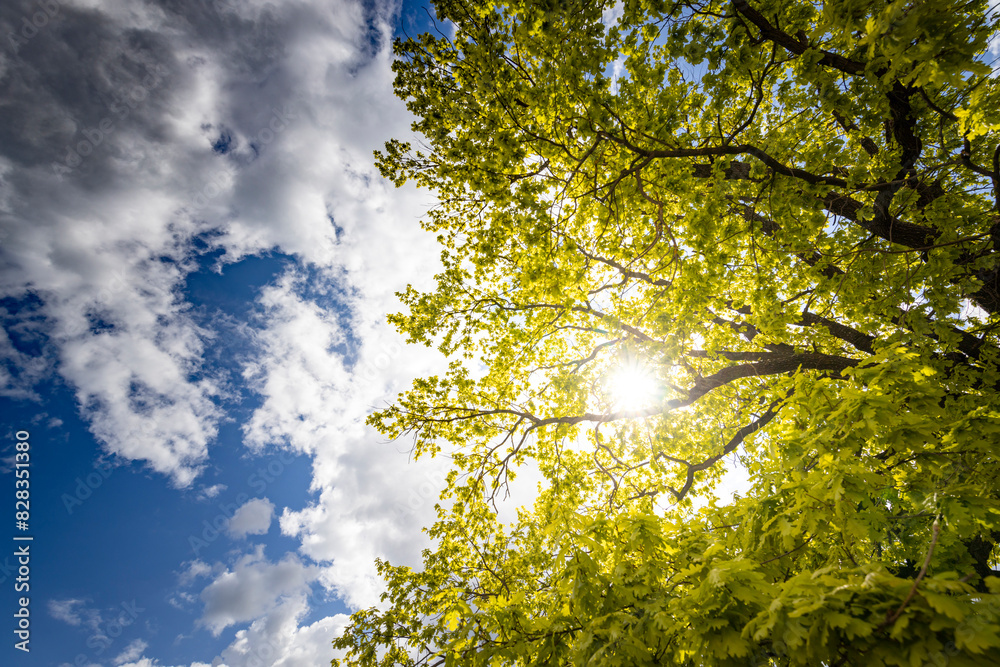 Obraz premium A captivating view of a lush tree's branches and leaves against a clear blue sky with sunlight filtering through, creating a mesmerizing interplay of light and shadow.