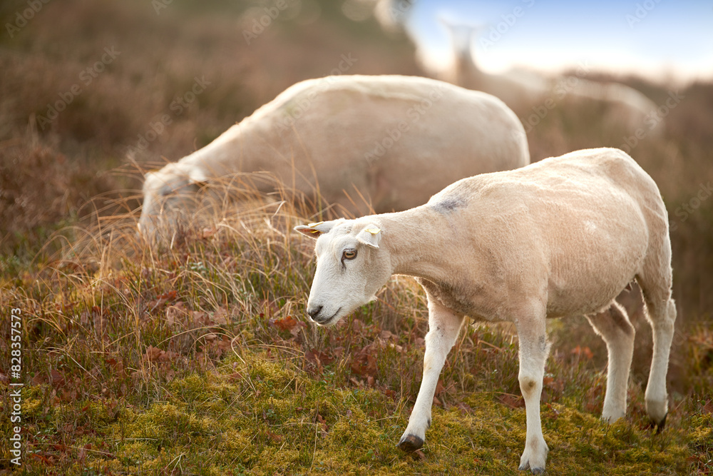 Obraz premium Sheep, animal eating and farm in countryside with no people, sustainability and lamb for wool production. Animal, grass and agriculture with livestock, grass field and meadow in Scotland at morning