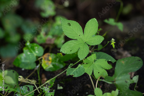 Wallpaper Mural 환삼덩굴 Torontodigital.ca