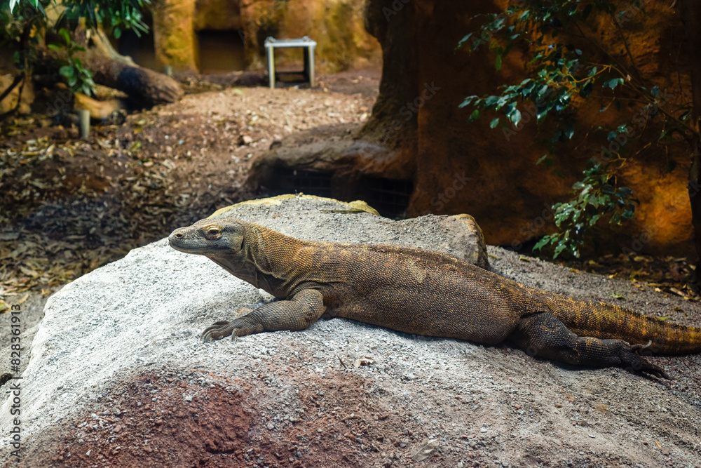 Komodo dragon in captivity in the zoo These reptiles have a poisonous saliva and are known to be dangerous Komodo dragon in captivity in the zoo These reptiles have a poisonous saliva and are known to be dangerous