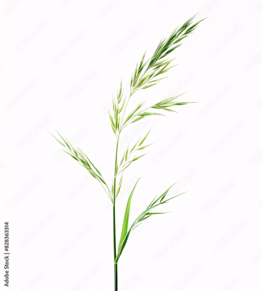 green wheat ears