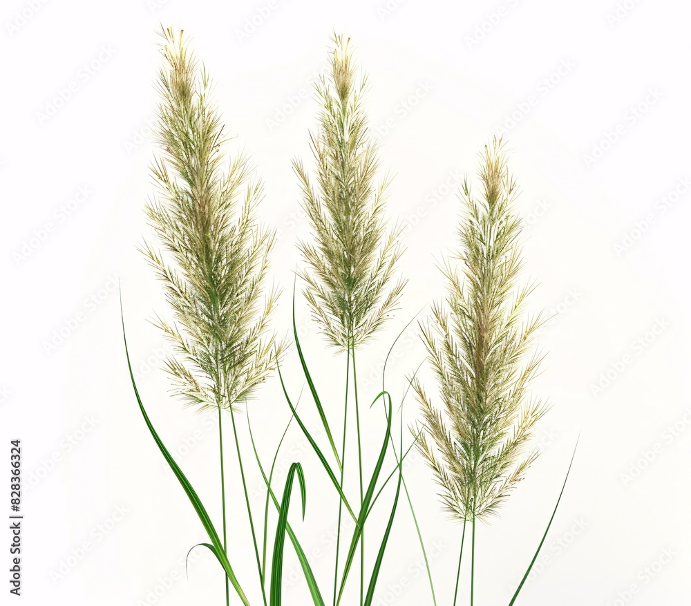 Three Tall Grasses in a Row Three Tall Grasses in a Row