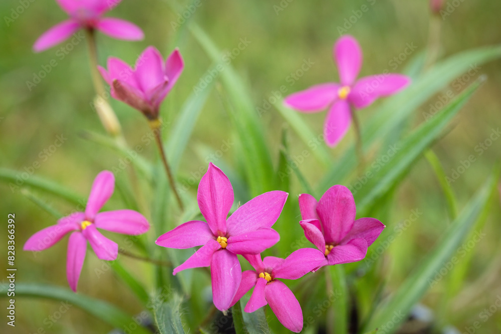 Pink star-grass (Rhodohypoxis milloides). Macro shot.