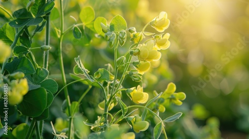The Pisum sativum a flowering annual herb originating from western Asia and North Africa is commonly known as the pea plant photo