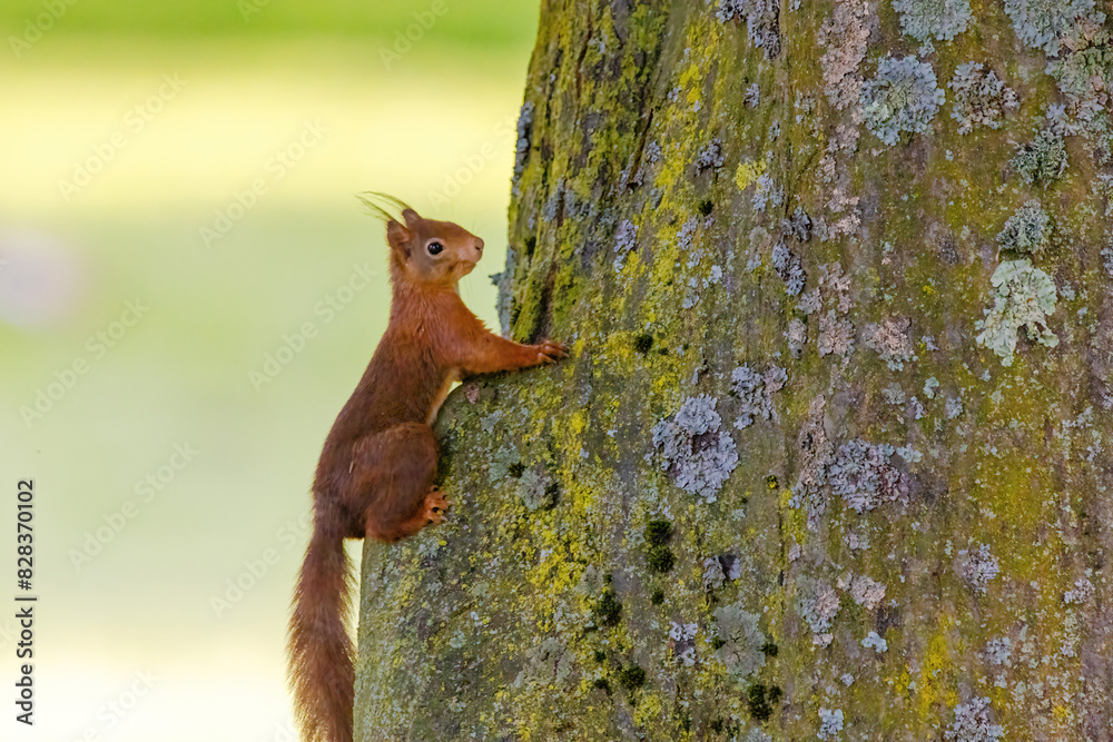 cute young squirrel portrait on tree at park, wildlife