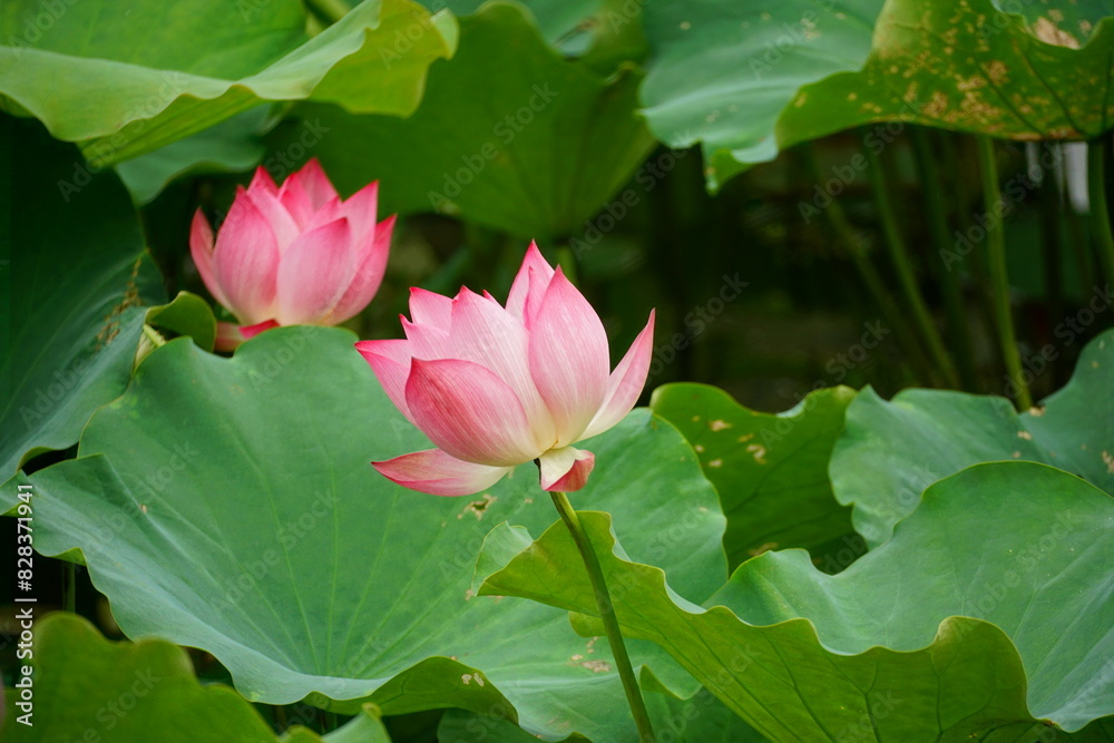 Close-up of lotus flowers blooming in the lake Close-up of lotus flowers blooming in the lake